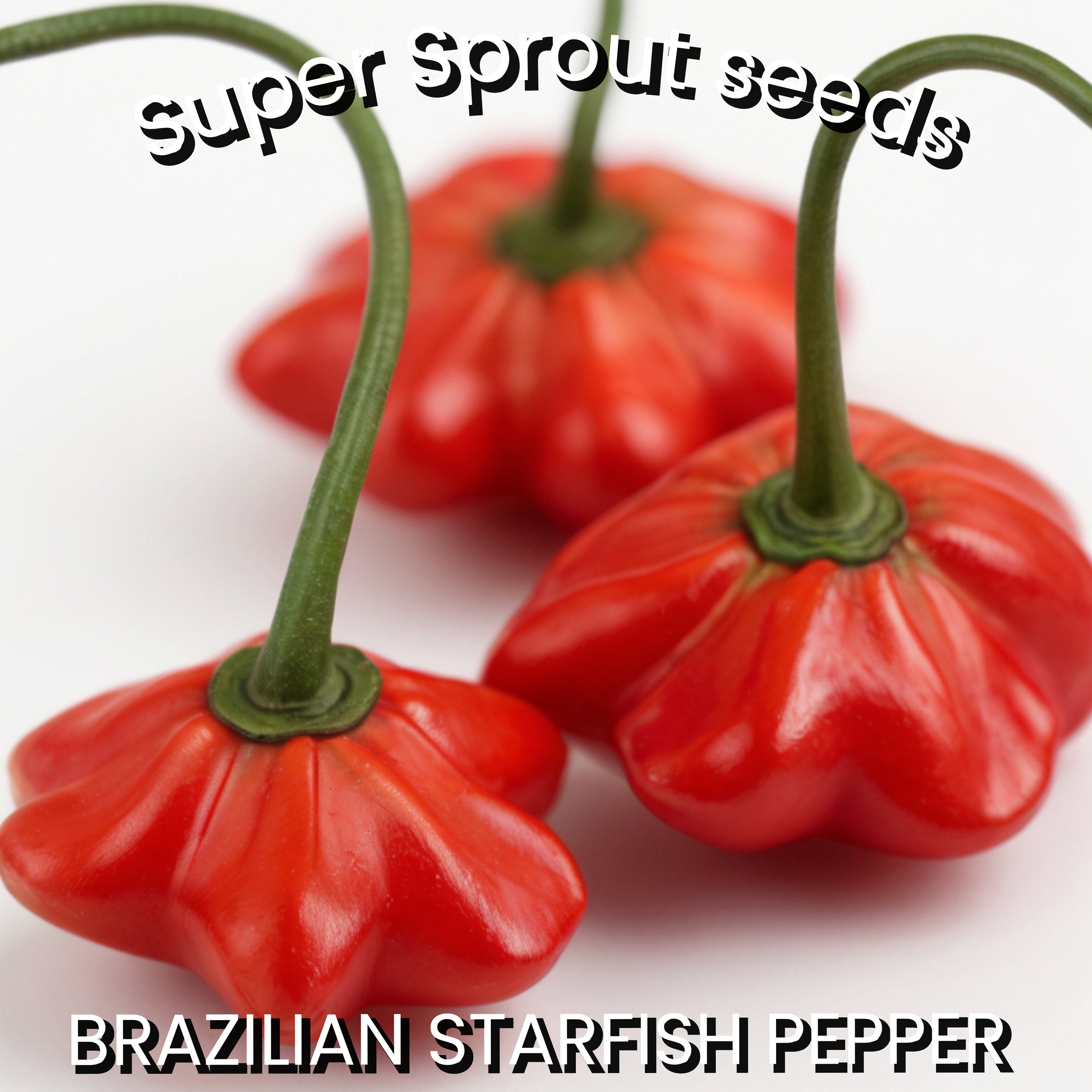 🌶BRIZILLIAN STARFISH PEPPER🌶 x 10+ organic seeds_3