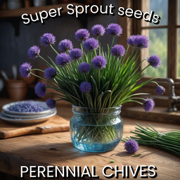 🌱PERENNIAL CHIVES🌱 x 25+ seeds