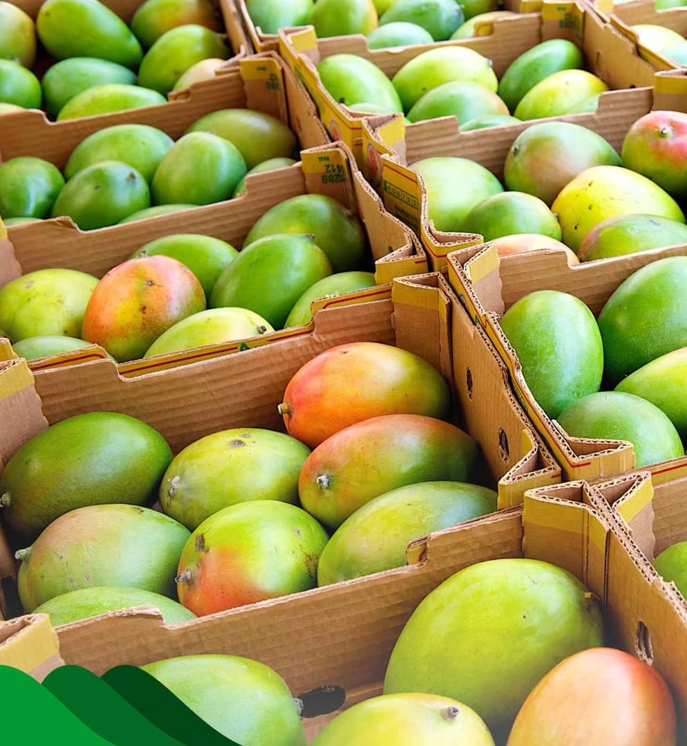 Maembe / Mangoes_0