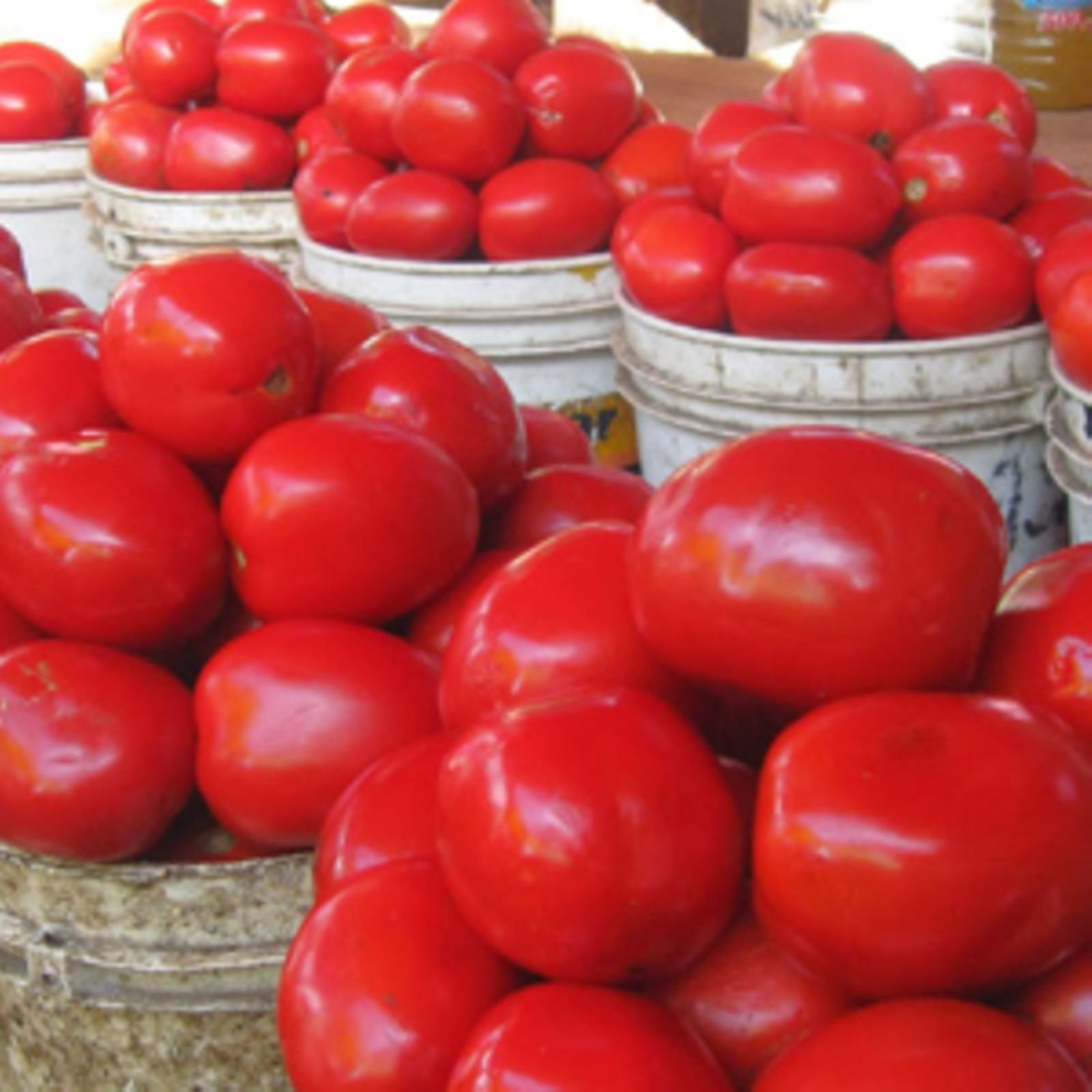 Nyanya / Tomatoes_1