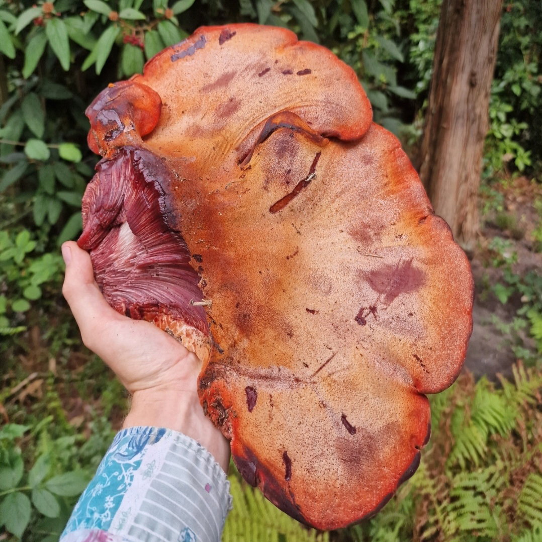 Biefstukzwam / Beefsteak mushroom_0