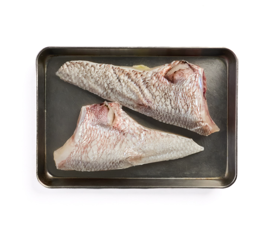 Madai Collar (SUPERB FOR GRILL)