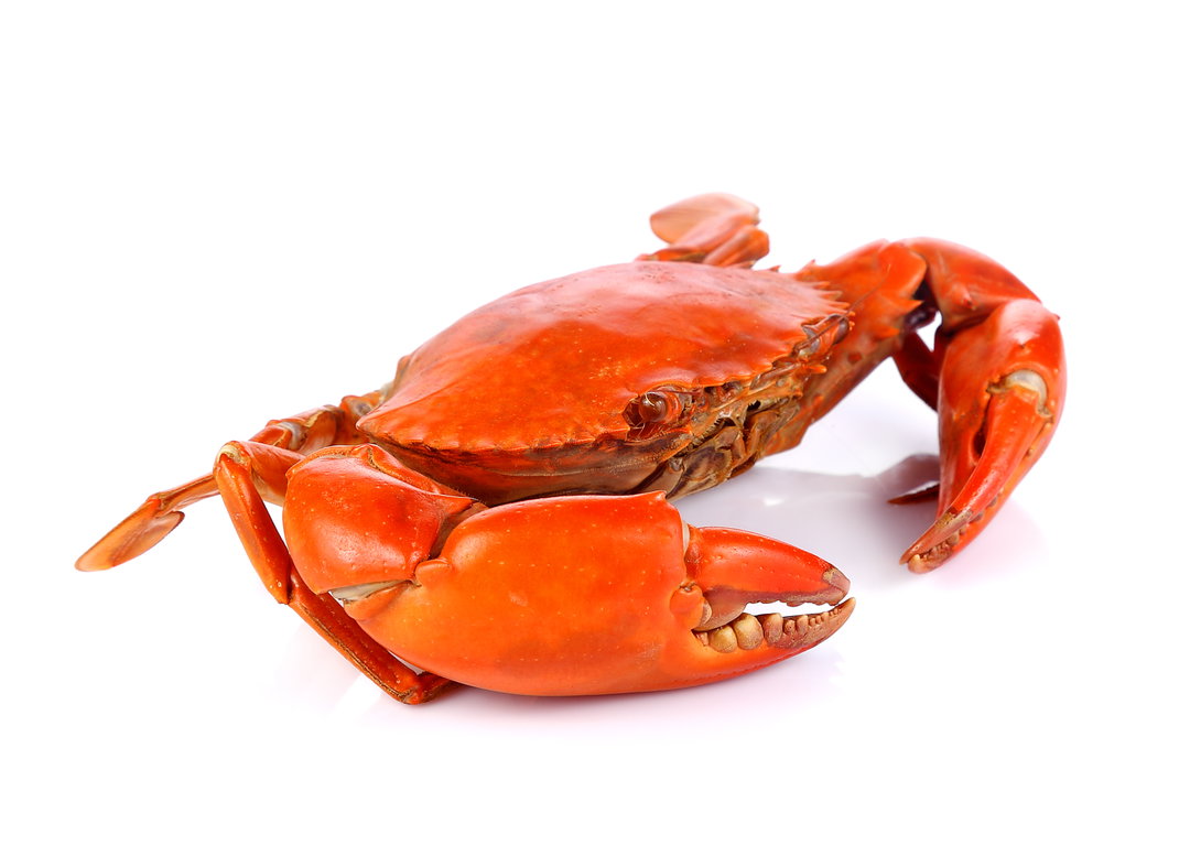 横行鲜境 Grade A Scylla Crab Feast