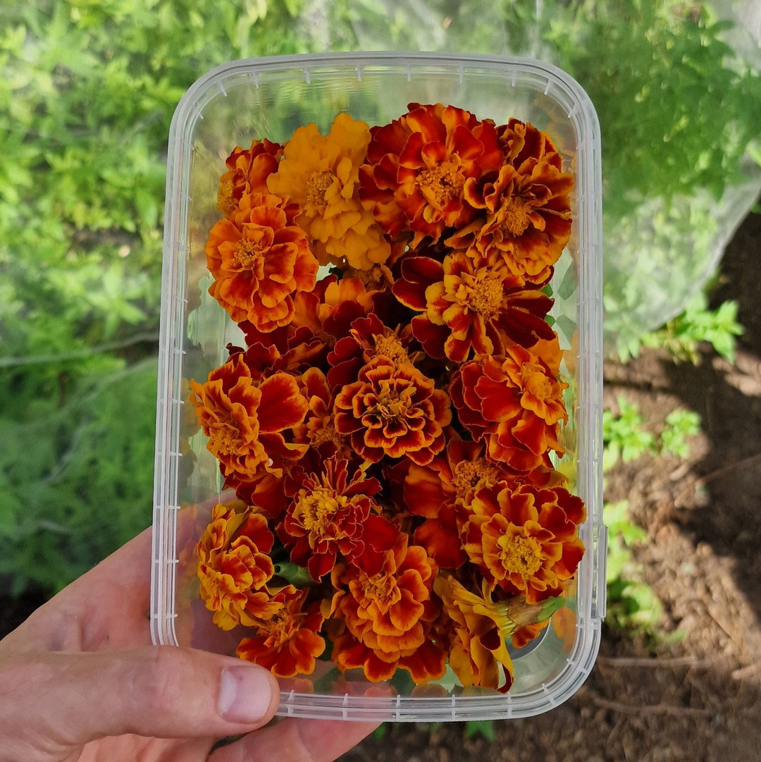 Bloem Afrikaantjes / Flower Tagetes, marigold 
