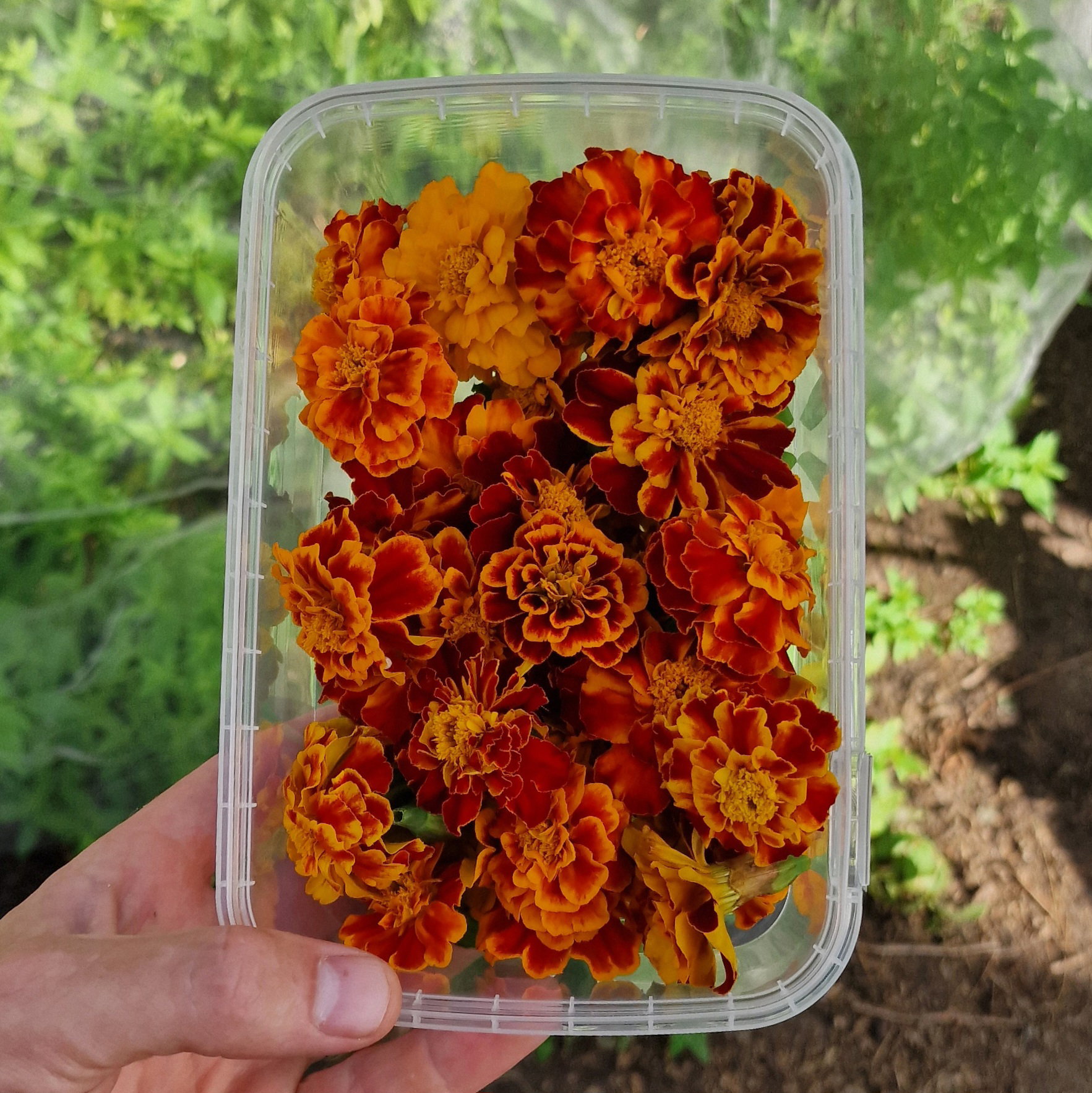 Bloem Afrikaantjes / Flower Tagetes, marigold 