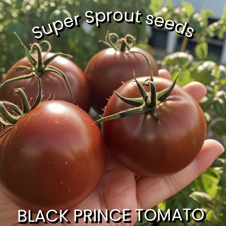 🍅BLACK PRINCE TOMATO🍅 x 15 seeds _2