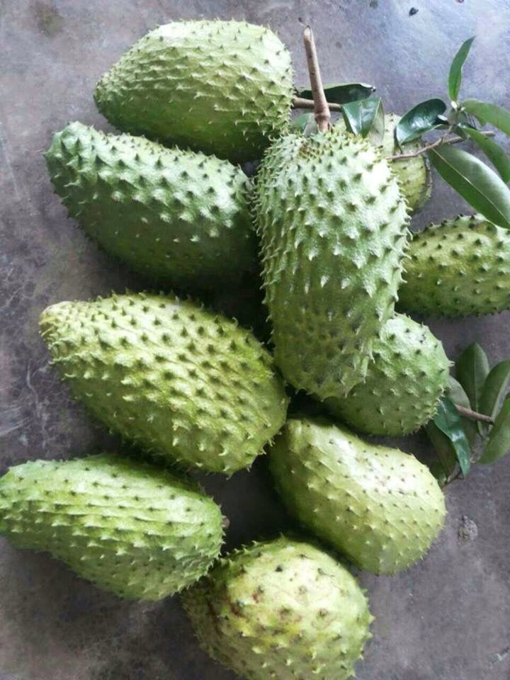 Soursop