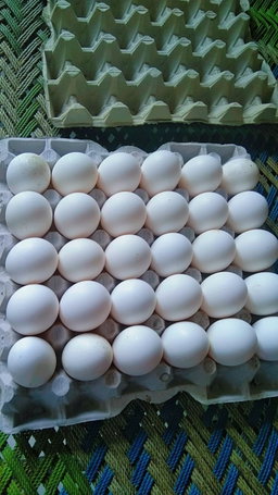 Eggs