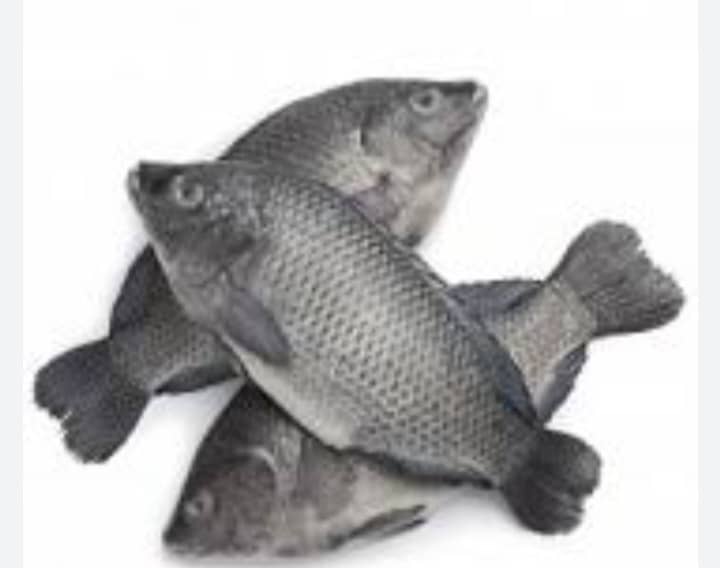 Fish Sangara_0