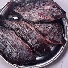 Fish Sato_0