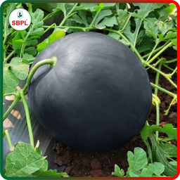 Black Badsha