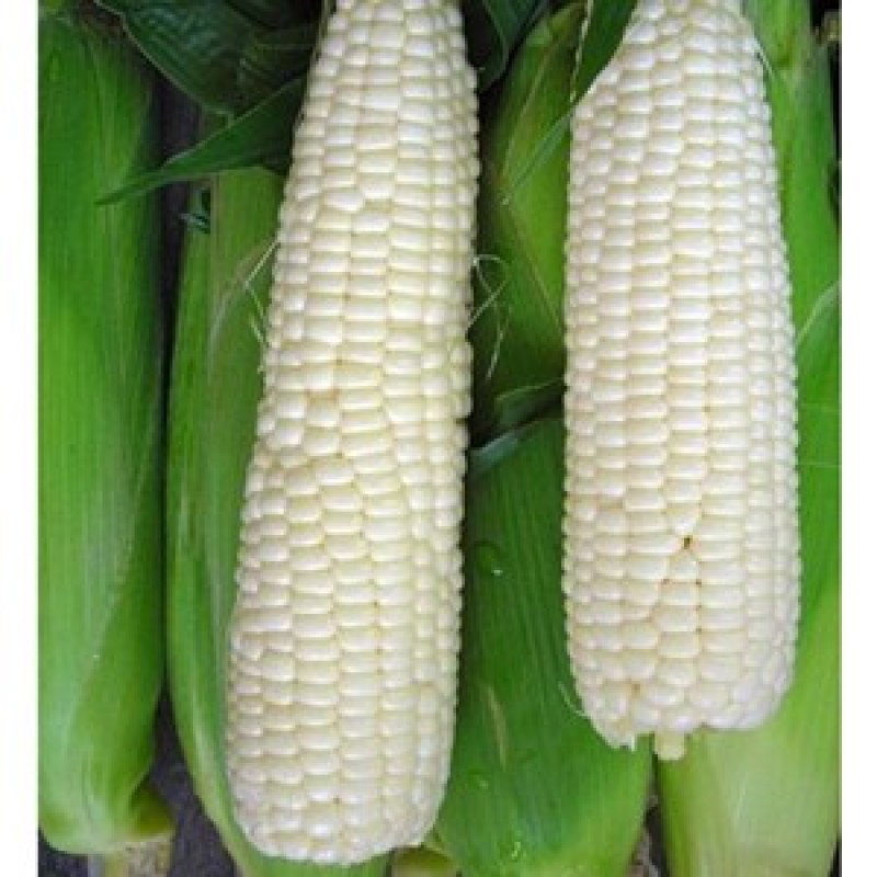 Green Maize _0