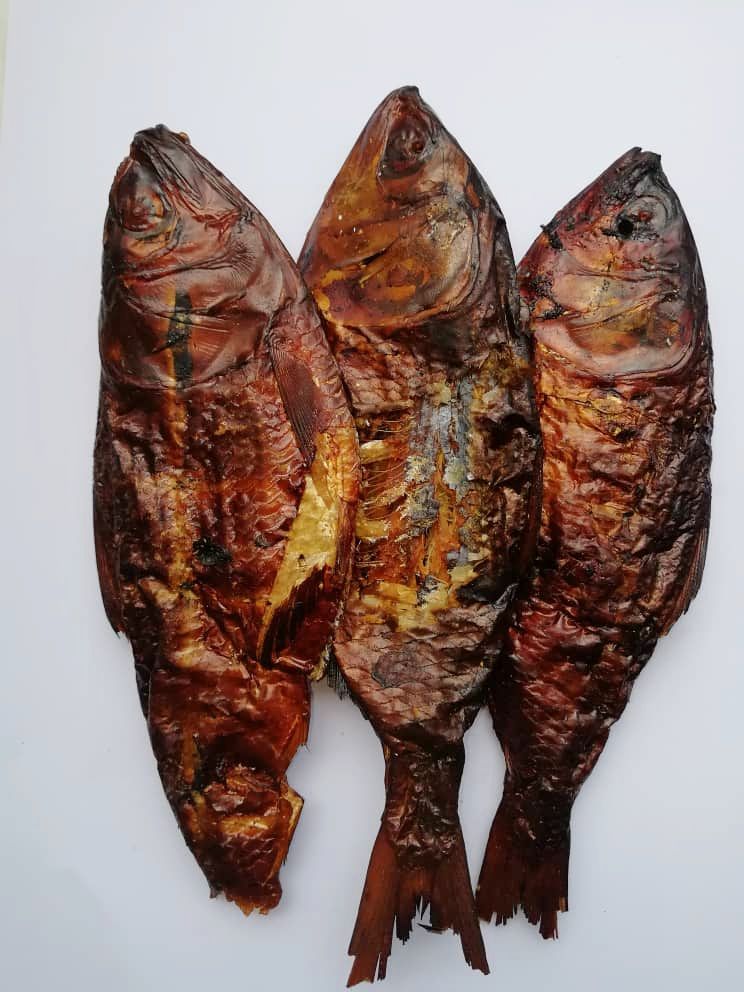 Bonga Fish_1