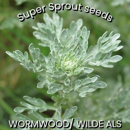 Wormwood / Wilde Als x 50 seeds
