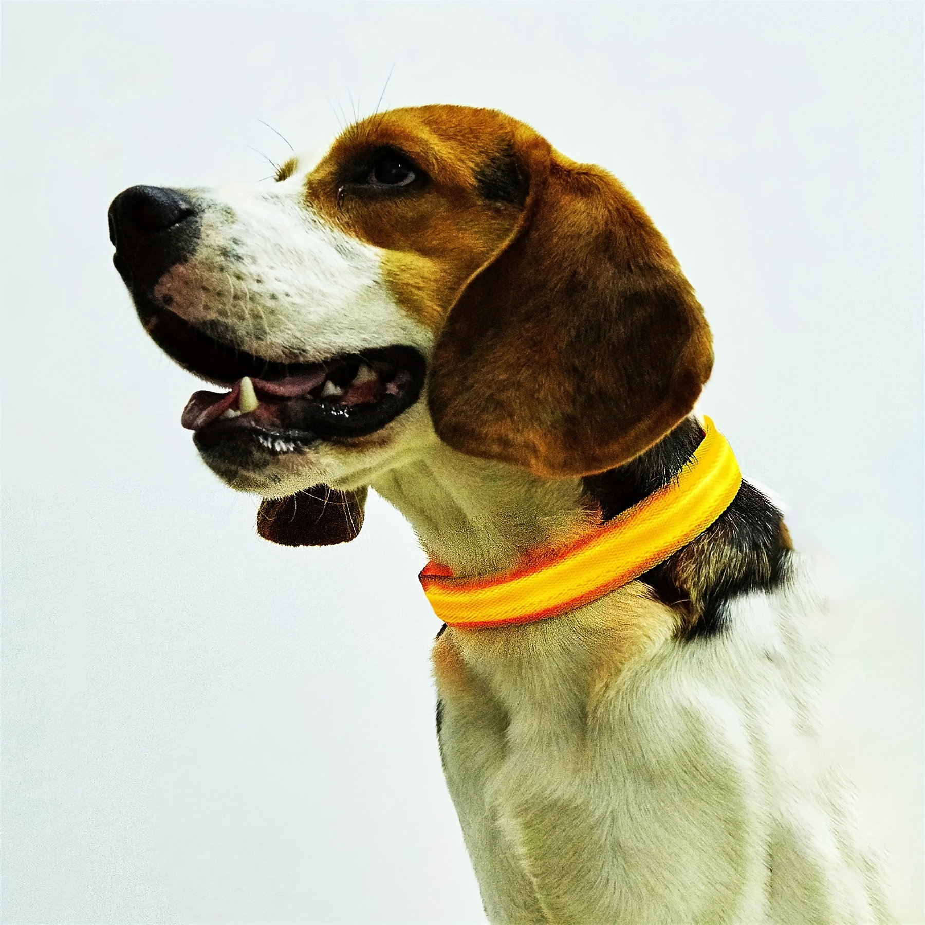 LED Glow-In-The-Dark Pet Collar, Battery Powered (Additional 25% off on every 2 units bought)_12