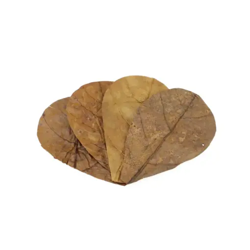 Seachem Catappa Leaves_1