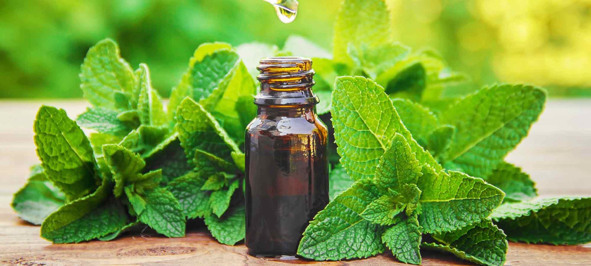 Aceite esencial de Menta Piperita_1