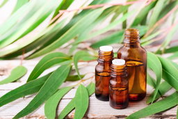 Aceite Esencial de Eucalipto