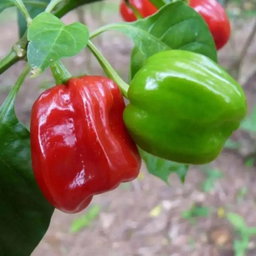 Aji Chombo (Pícante)