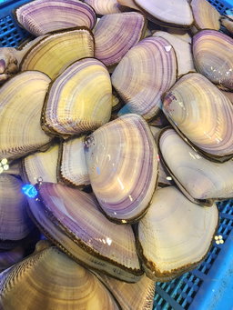 中Size⭐️蝴蝶貝🐚（5隻⚠️）（約8 -9兩）