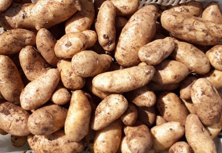 Pomme de terre / Potato local_0