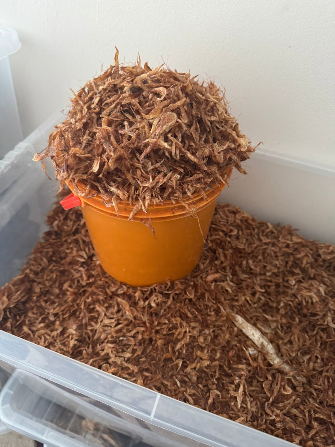 Crayfish (Whole, Sun-Dried)