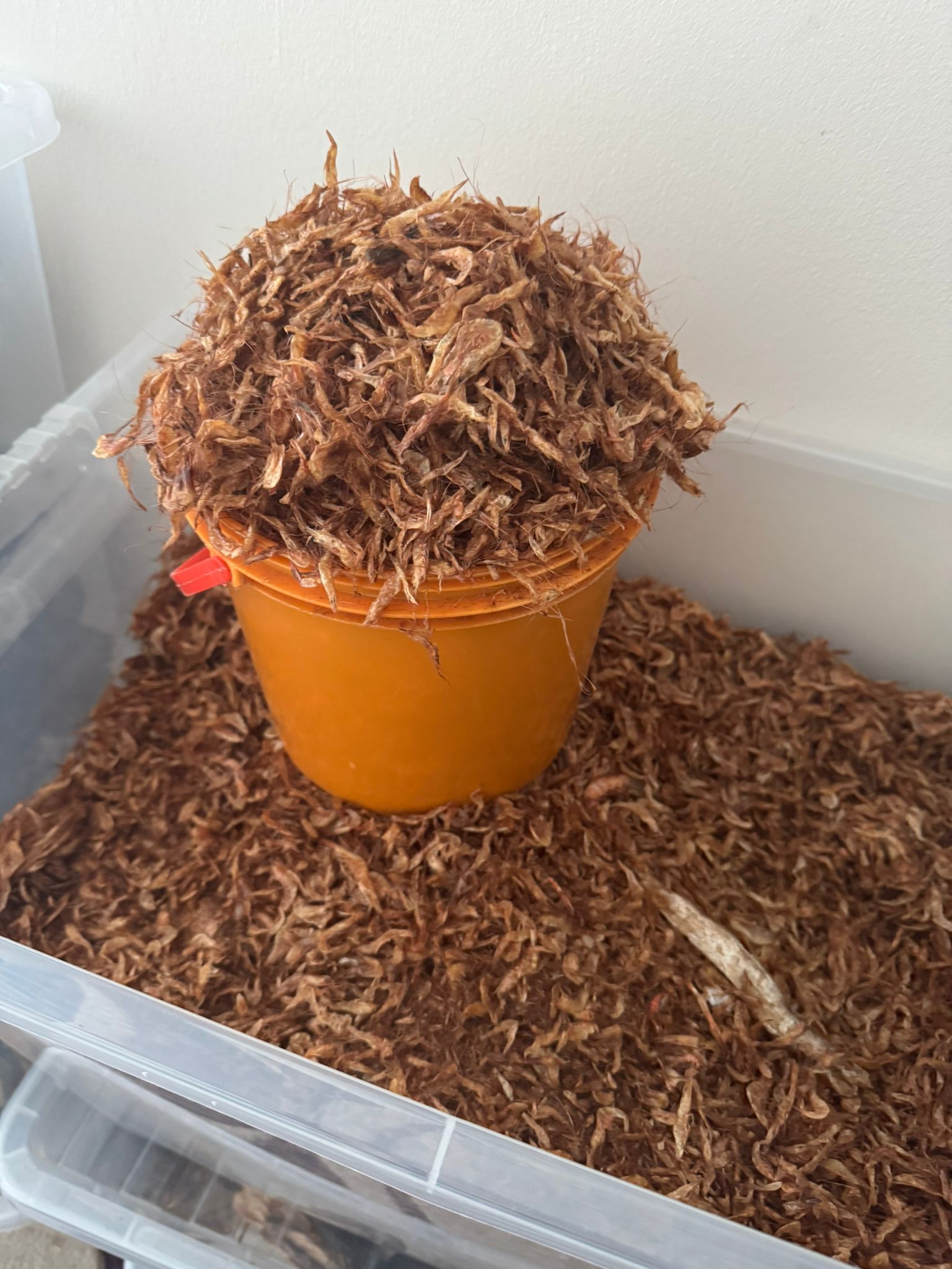 Crayfish (Whole, Sun-Dried)_0