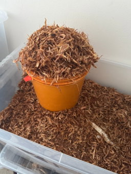 Crayfish (Whole, Sun-Dried)