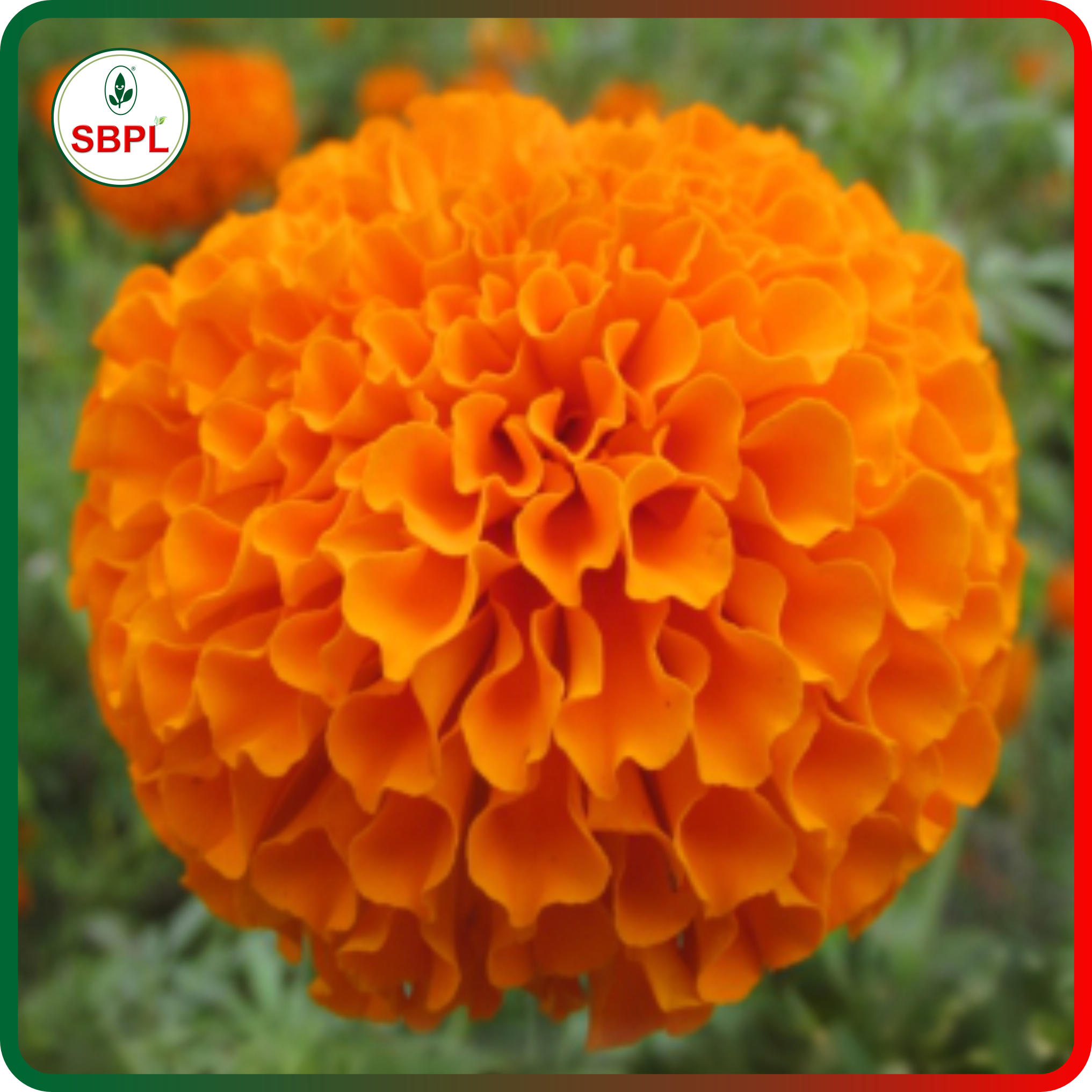 Sagar Royal Orange F1 Marigold (500 Seeds)_1