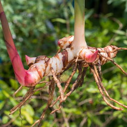 GALANGAL ROOT x 1 root