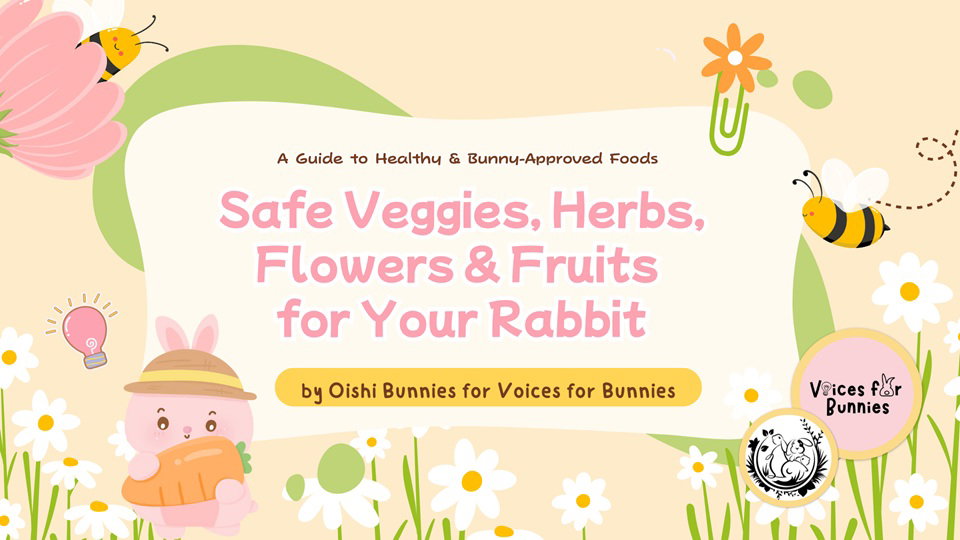 The Ultimate Guide to Safe Foods for Your Rabbit!_1