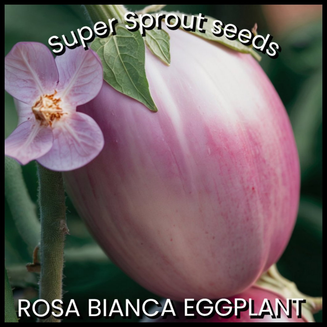 🍆ROSA BIANCA EGGPLANT🍆 x 15+ organic seeds_1