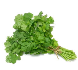 Cilantro