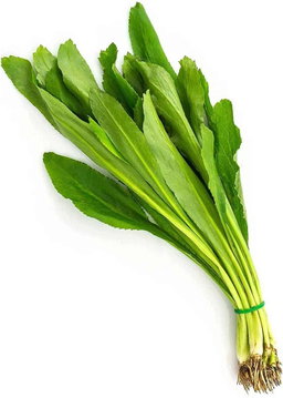Culantro