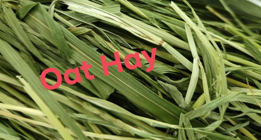 Oat Hay 250g