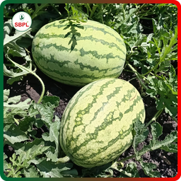 Sagar Turbo F1 Watermelon(50g)