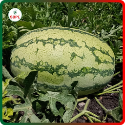 Sagar Turbo F1 Watermelon(50g)