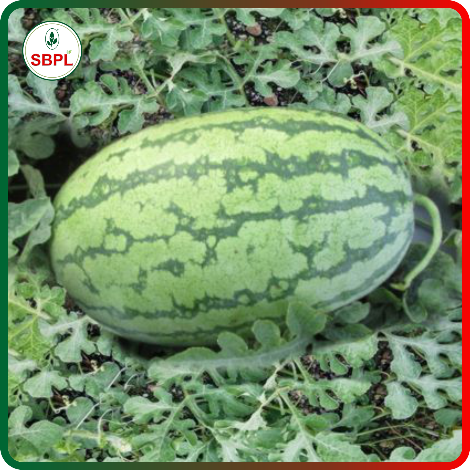 Sagar Turbo F1 Watermelon(50g)_5