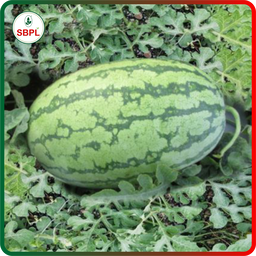 Sagar Turbo F1 Watermelon(50g)