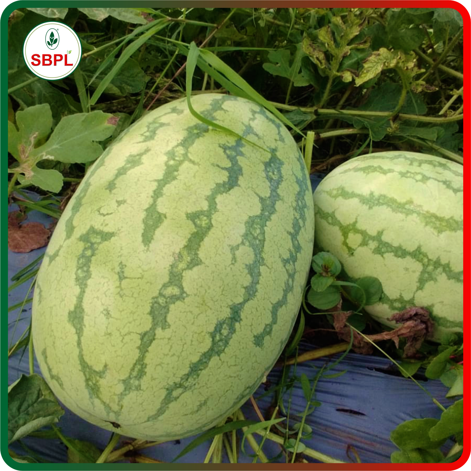 Sagar Turbo F1 Watermelon(50g)_4