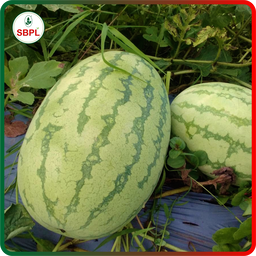 Sagar Turbo F1 Watermelon(50g)