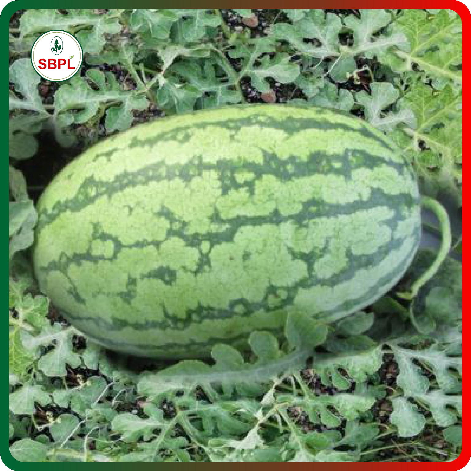 Sagar Turbo F1 Watermelon(50g)_3