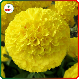 Sagar Yellow Karina F1 Marigold (500 Seeds)