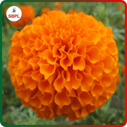 Sagar Royal Orange F1 Marigold (100 Seeds)