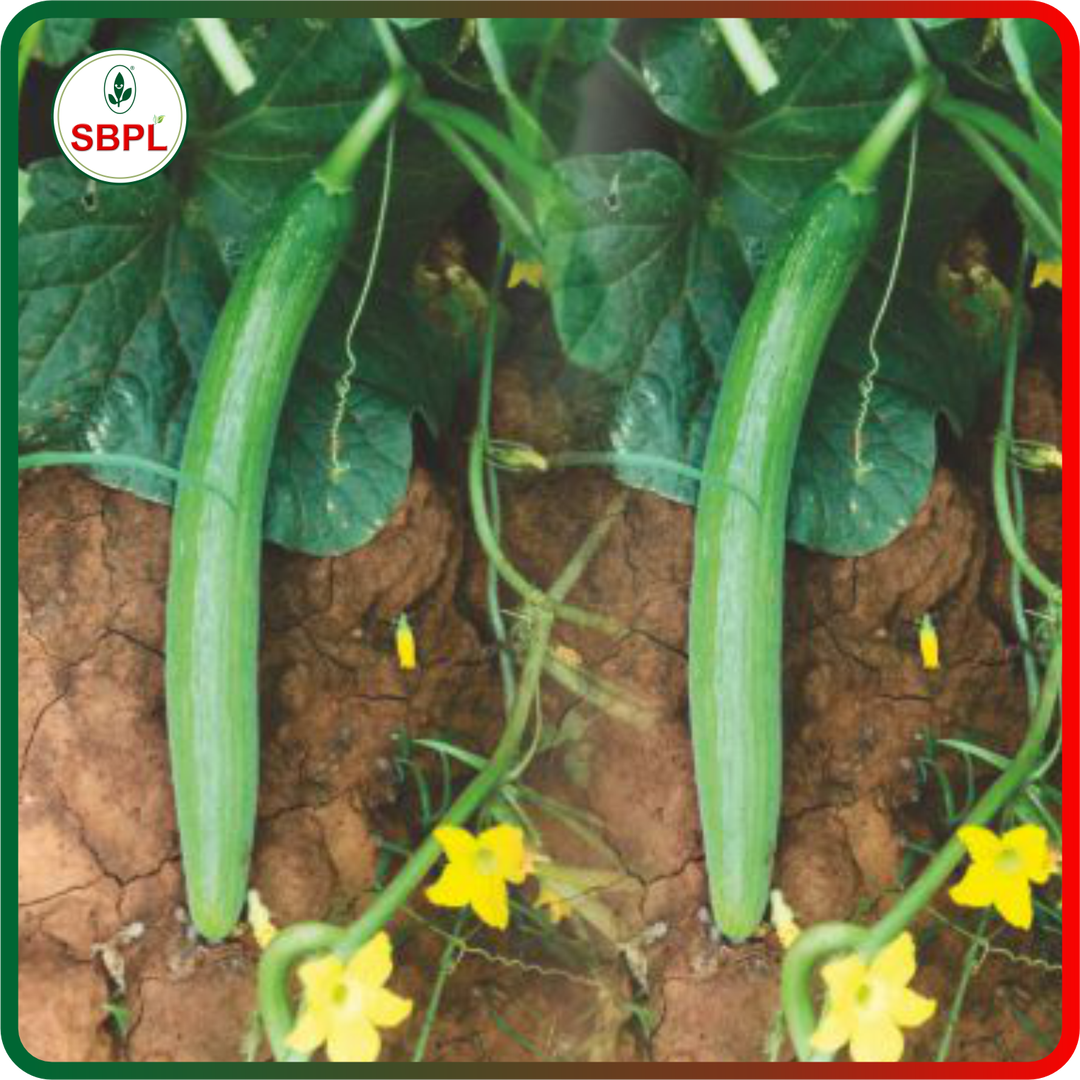Sagar Tanvi 111 F1 Cucumber (25g)