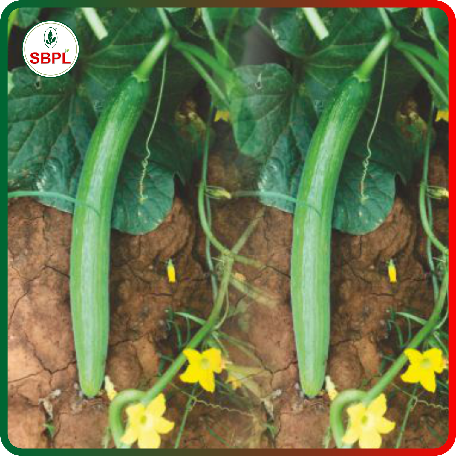 Sagar Tanvi 111 F1 Cucumber (25g)_0