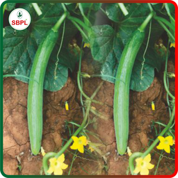 Sagar Tanvi 111 F1 Cucumber (25g)