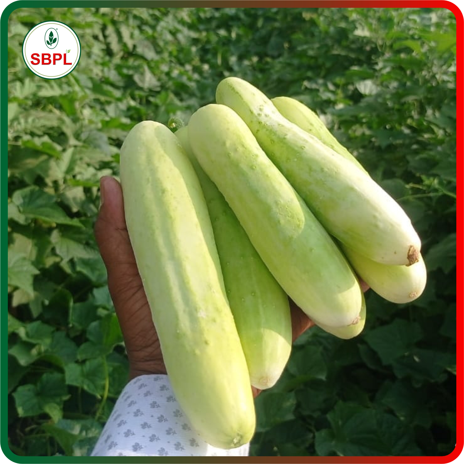 Sagar Shruti F1 Cucumber (25g)_0