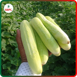 Cucumber