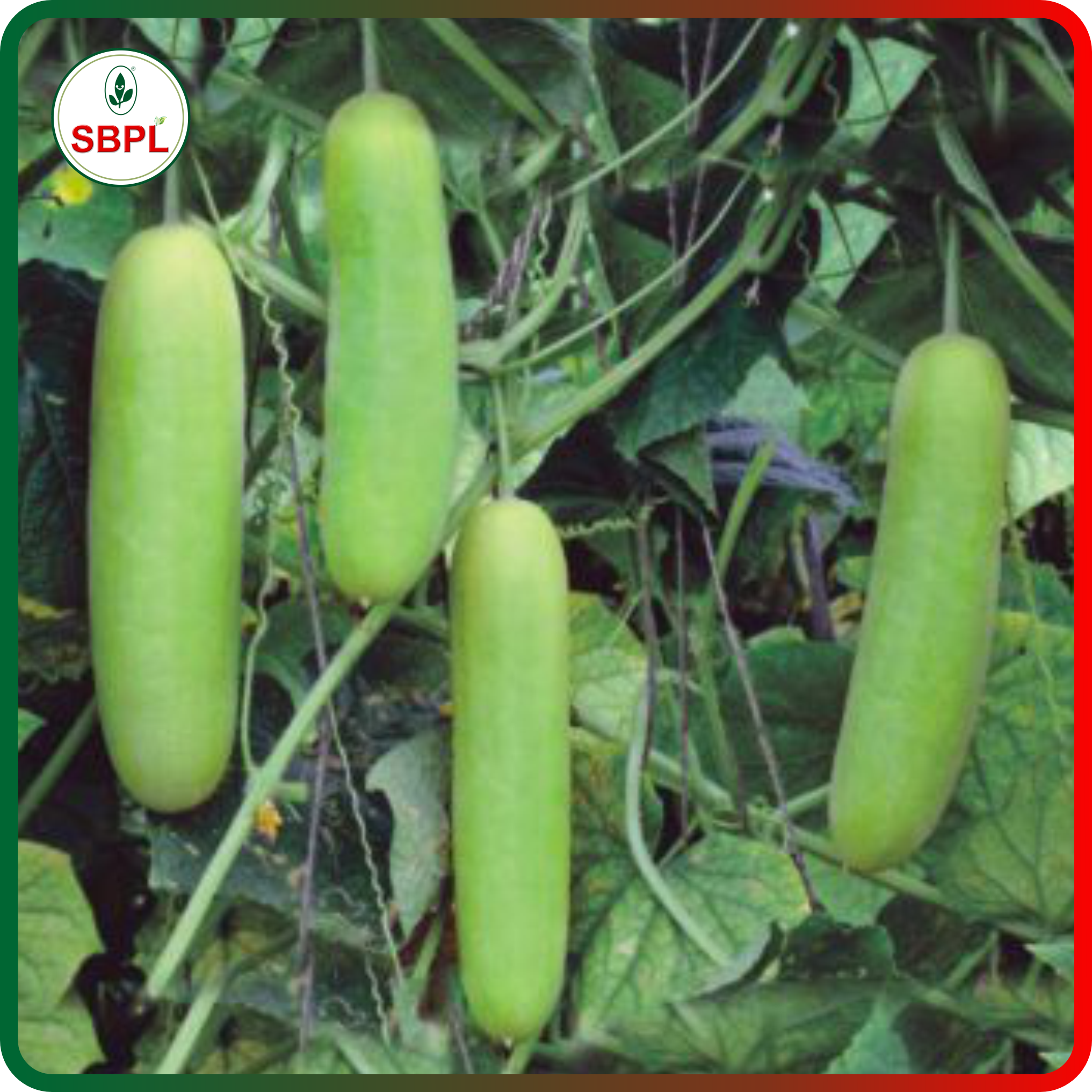 Sagar Shruti F1 Cucumber (25g)_1